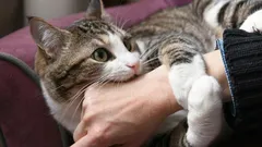 Den här färgen i inredningen gör gradvis katter galna – kolla ditt hem