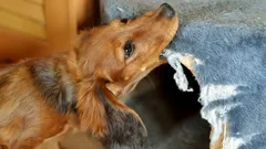 De här hundarna älskar att tugga på saker mest: experter har utsett 7 busraser