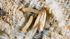 Ett evigt problem: Varifrån kommer klädmal i garderoben och hur blir man enkelt av med den?