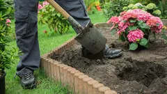 Plantera och glöm: buskar som ser mer praktfulla ut än rosor utan ständig skötsel