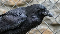 Kan planera framtiden: En ornitolog berättar om en fågel med en unik förmåga