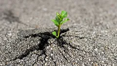 De här växterna kan förstöra betong – det här ska du aldrig plantera på din tomt