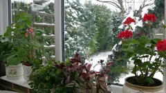 Så räddar du krukväxter från torr luft på vintern – floristen ger enkla tips