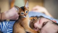 Väckarklocka med svans och tassar: varför katter ständigt väcker sina ägare på morgonen