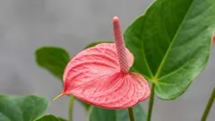 Experter har utsett den perfekta platsen för fredskalla – då blommar den året runt