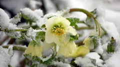 De vackraste perennerna: blommar utan skötsel och pryder trädgården fram till frosten